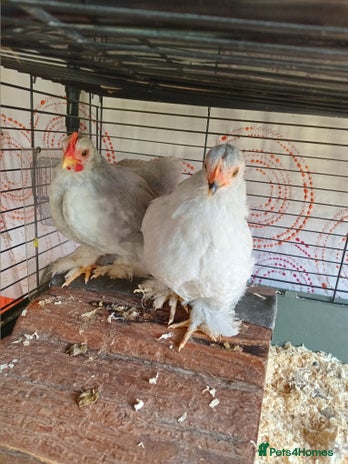 Chickens poultry - Advert 19