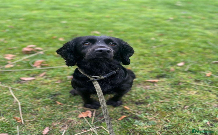 Cocker Spaniel dogs - Advert 1