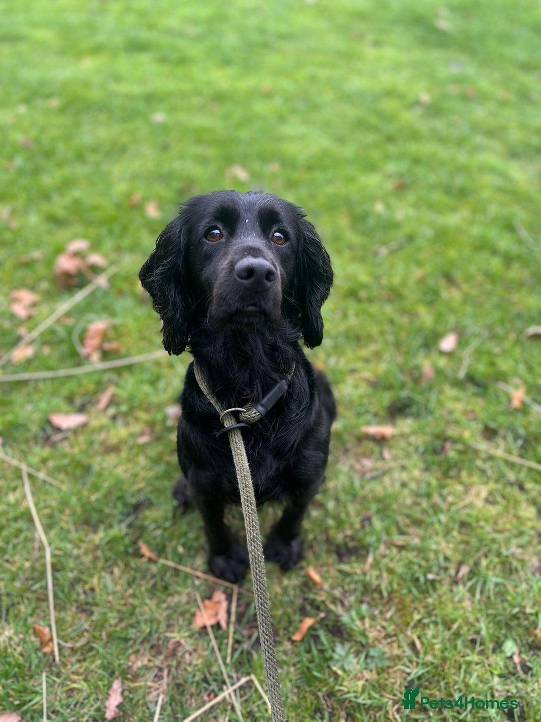 Cocker Spaniel dogs for sale: Brockwell Gundogs - Image 1