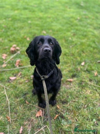 Cocker Spaniel dogs - Advert 9