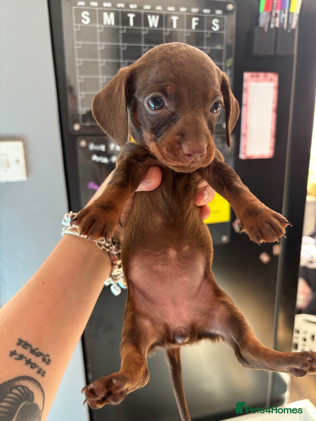 Miniature Dachshund dogs for sale: Beautiful miniature dachshunds  - Image 8