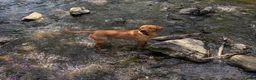 Labrador Retriever dogs for stud: Beautiful boy- KC and full health checks  - Advert 2