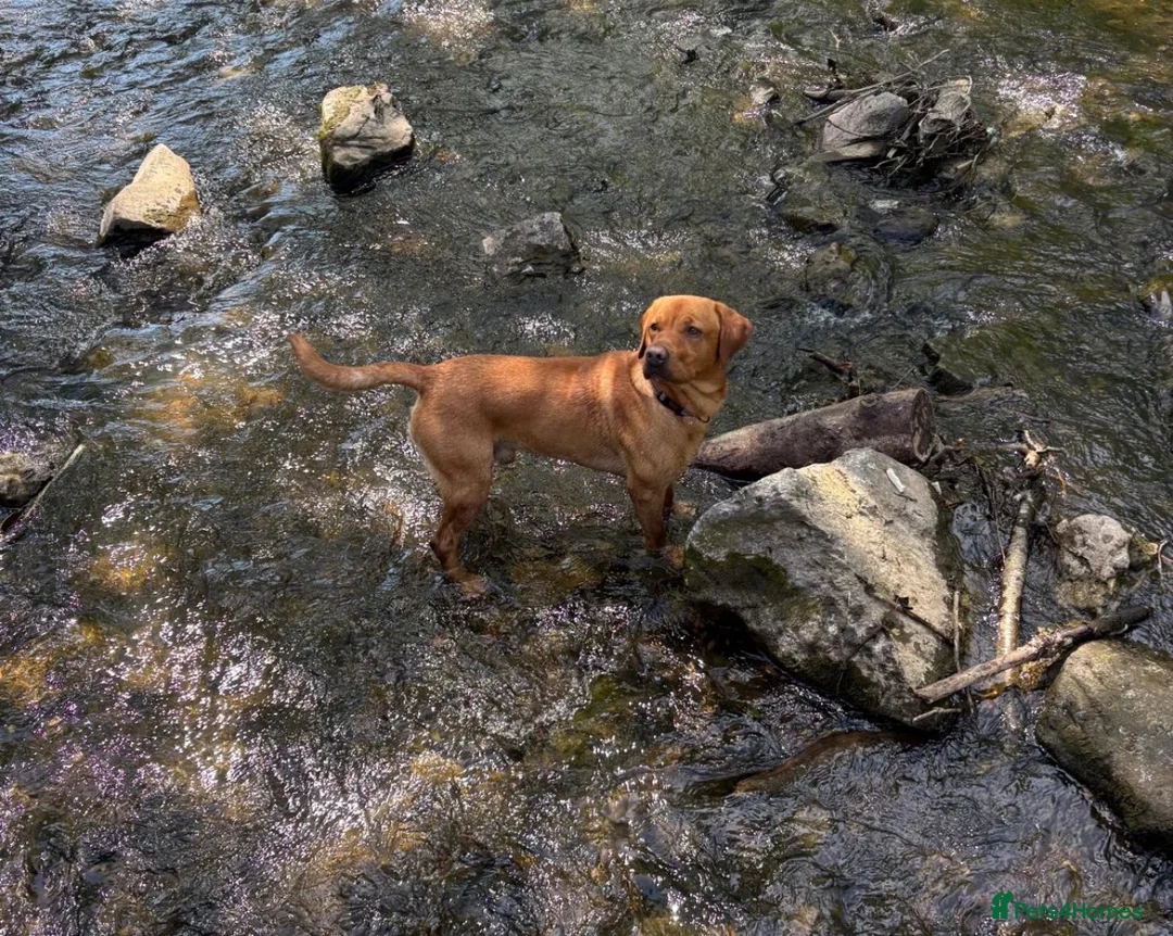 Labrador Retriever dogs for stud: Beautiful boy- KC and full health checks  - Advert 2