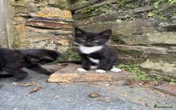 Mixed Breed cats for sale: 6 kittens for sale - Image 11