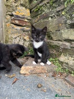Mixed Breed cats - Advert 8