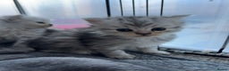 Persian cats for sale: Stunning Persian X mainecoon babies - Advert 14