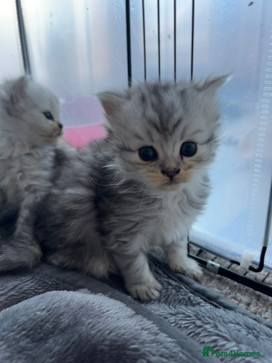 Persian cats for sale: Stunning Persian X mainecoon babies - Advert 14