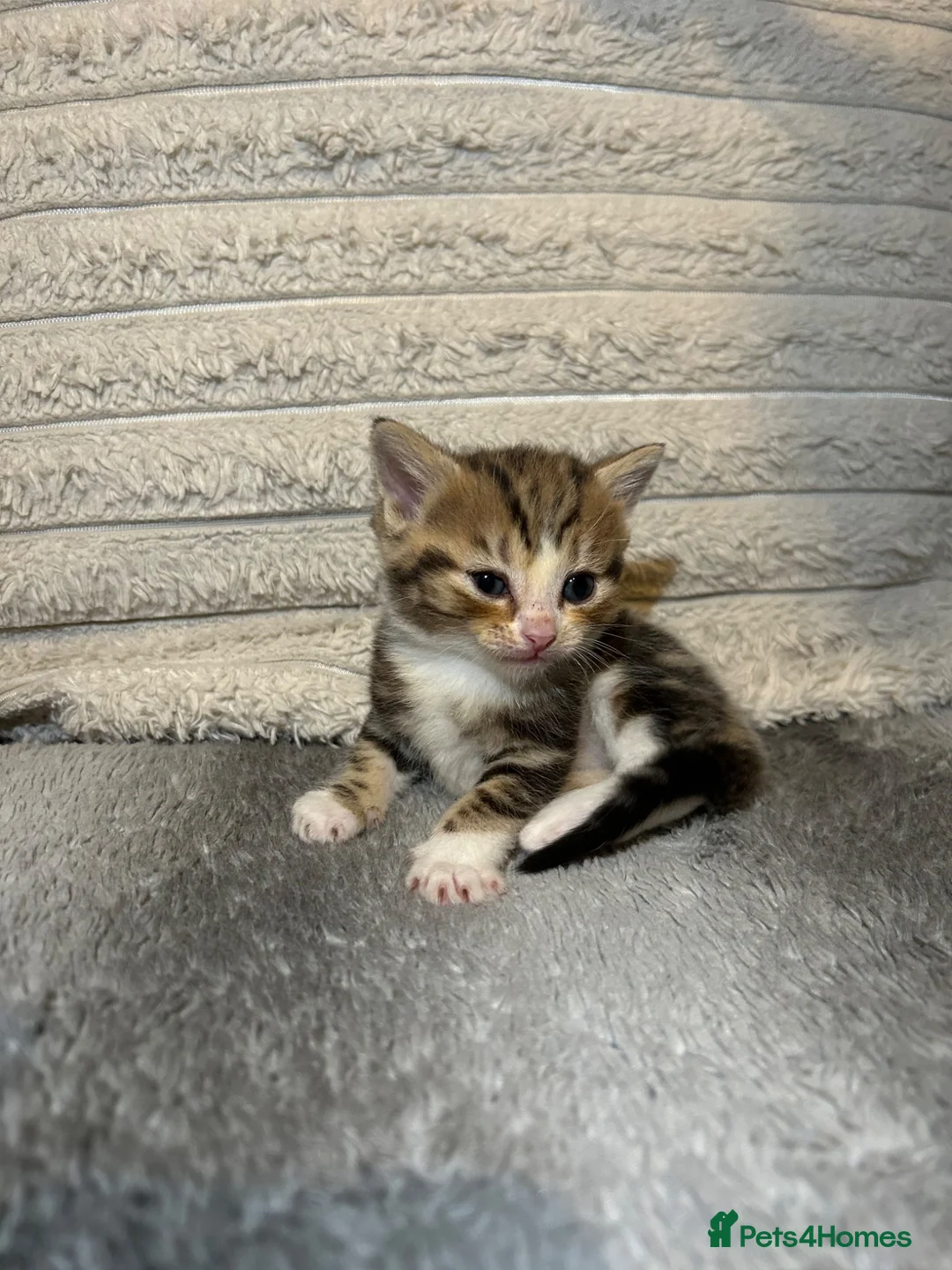 Mixed Breed cats for sale: 5 beautiful kittens ready for amazing homes in Birmingham - Advert 20