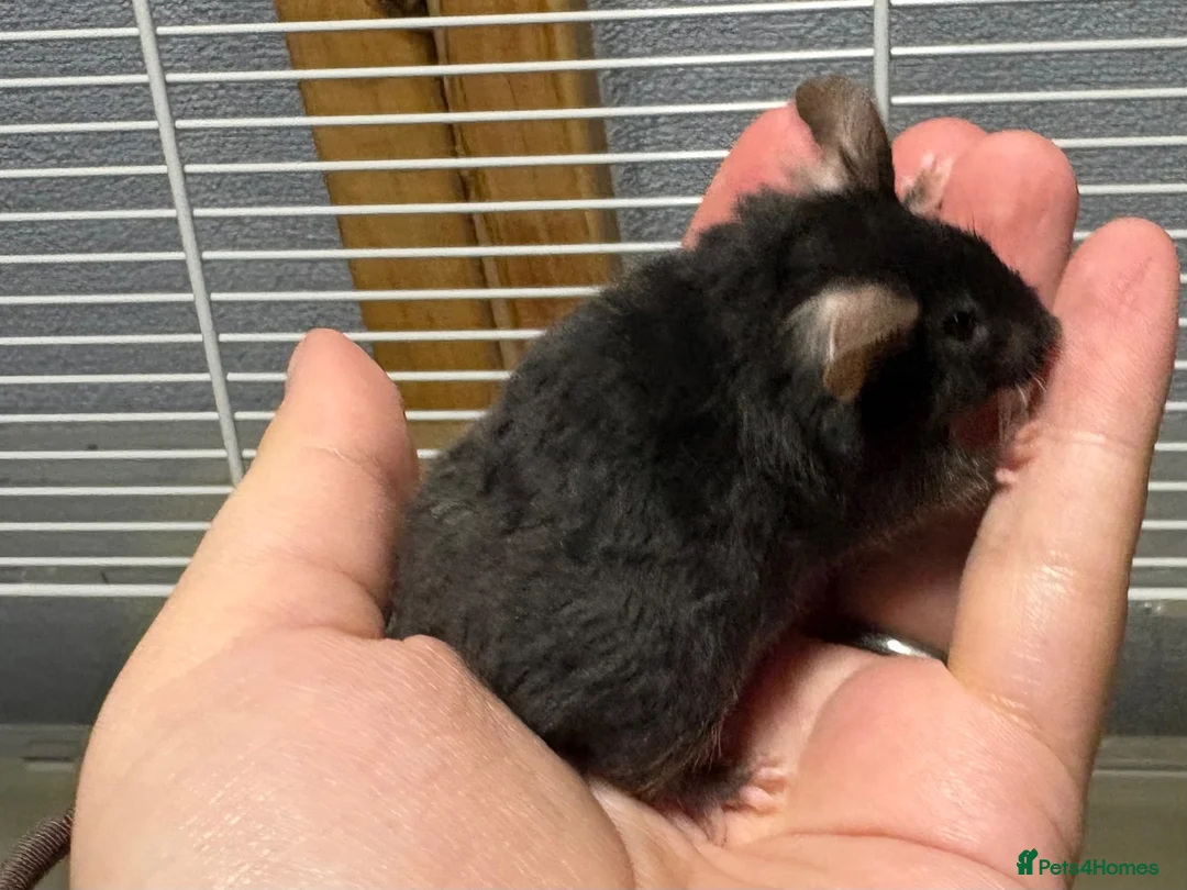 Mouse rodents for sale: Really friendly fluffy black male with full set up - Advert 7