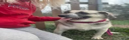 Mixed Breed dogs for adoption: Cindy - Norwich Norfolk  in Norwich - Advert 14