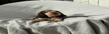 Cocker Spaniel Puppy 2
