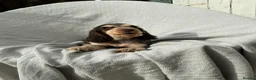 Cocker Spaniel dogs for sale: Beautiful HHT clear little show cocker girl - Advert 5