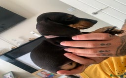 Dachshund dogs for sale: Dachshund puppies for sale  - Image 11