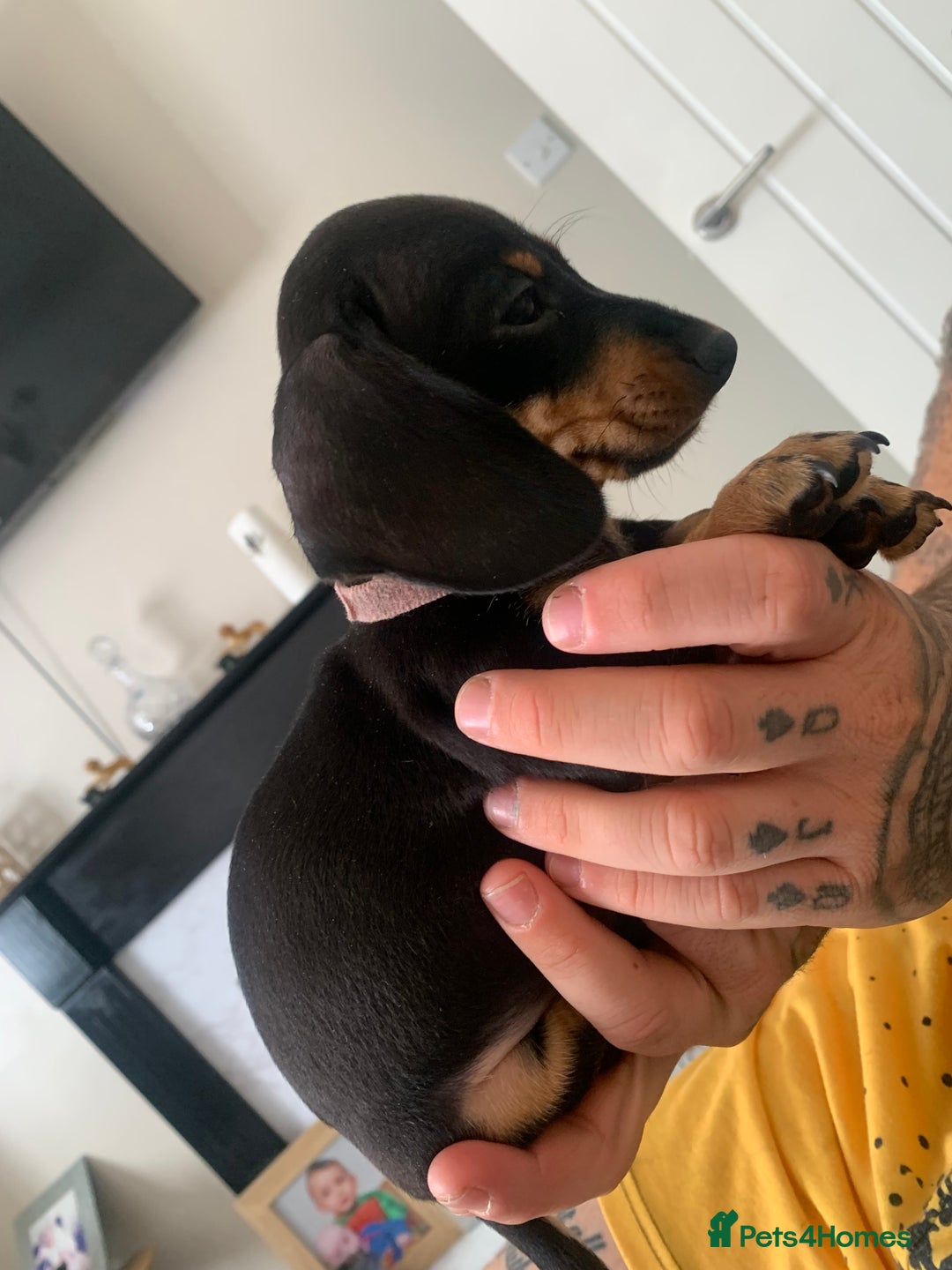 Dachshund dogs for sale: Dachshund puppies for sale  - Image 11