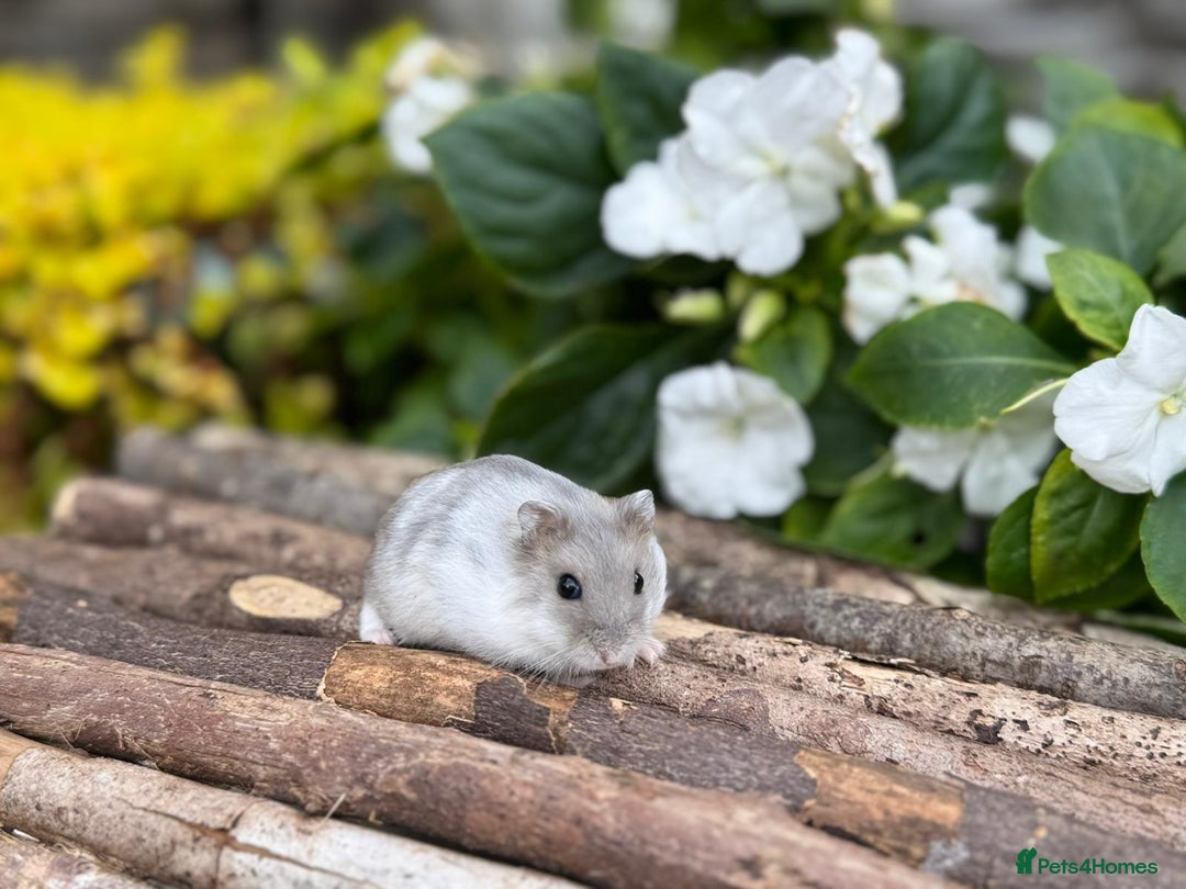 Hamster rodents for sale: Beautiful baby hamsters. Russian Dwarf and Syrian - Image 3