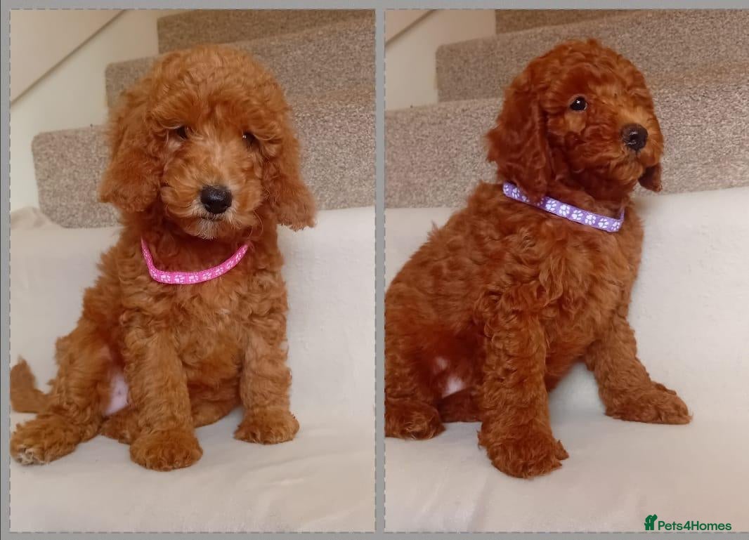 Goldendoodle dogs Miniature Red Goldendoodle Puppies - Advert 1
