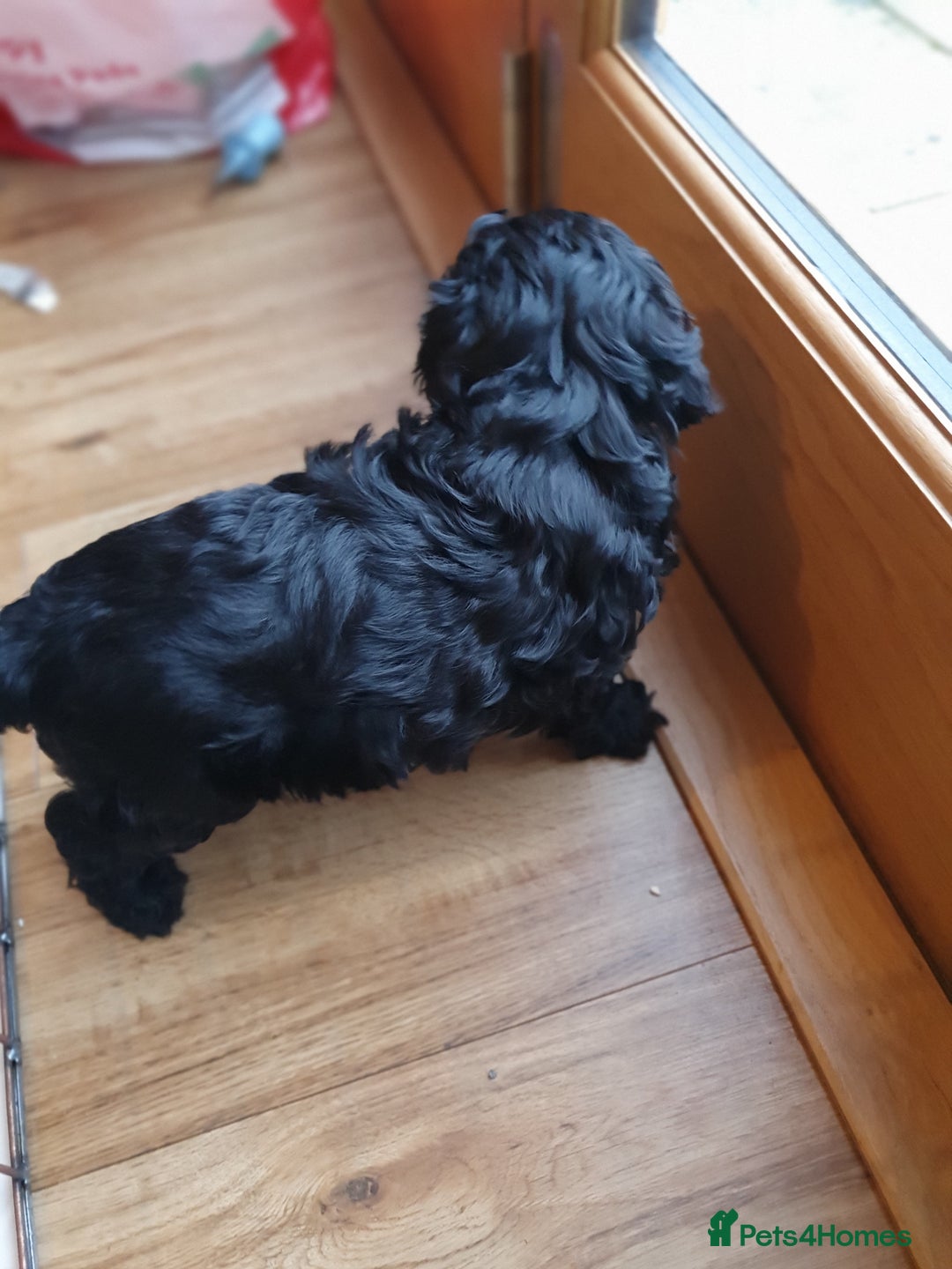 Cockapoo dogs for sale: Affectionate Little Boy - Advert 5