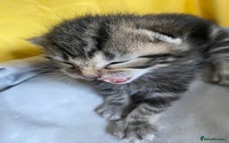 British Shorthair cats for sale: 4 kittens for sale  - Image 10