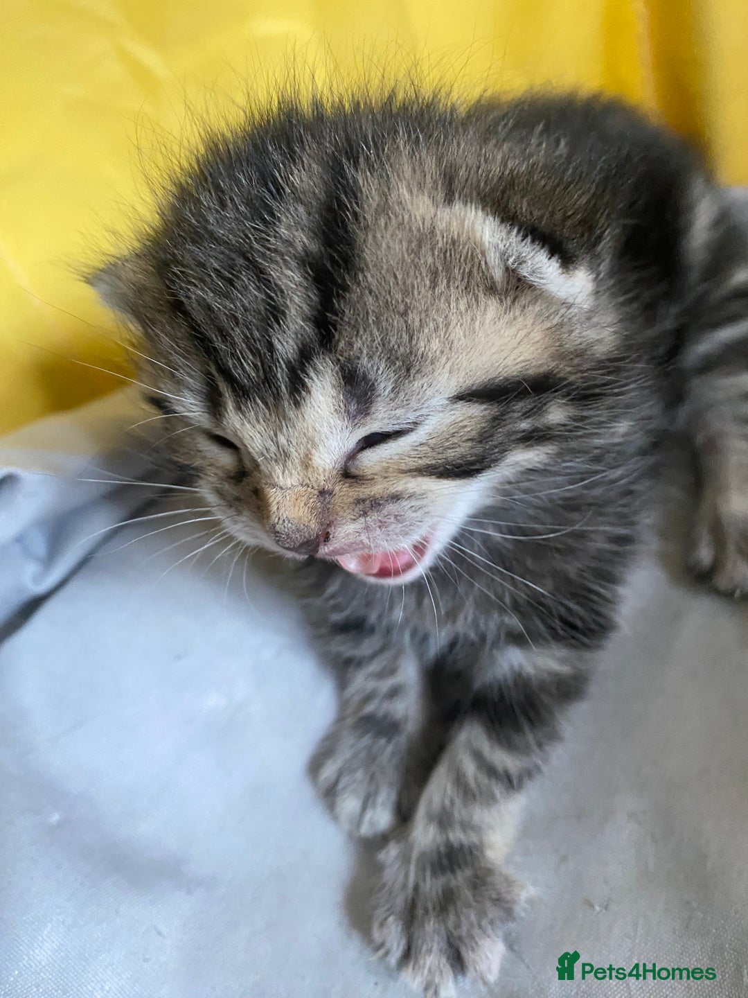 British Shorthair cats for sale: 4 kittens for sale  - Image 10