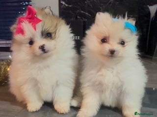 Pomeranian dogs for sale: 2 beautiful Pomeranian puppies - Advert 1