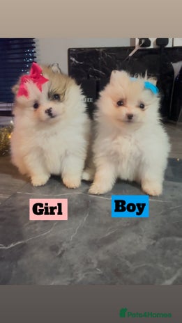 Pomeranian dogs 2 beautiful Pomeranian puppies - Advert 1