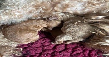 Cockapoo dogs - Advert 5