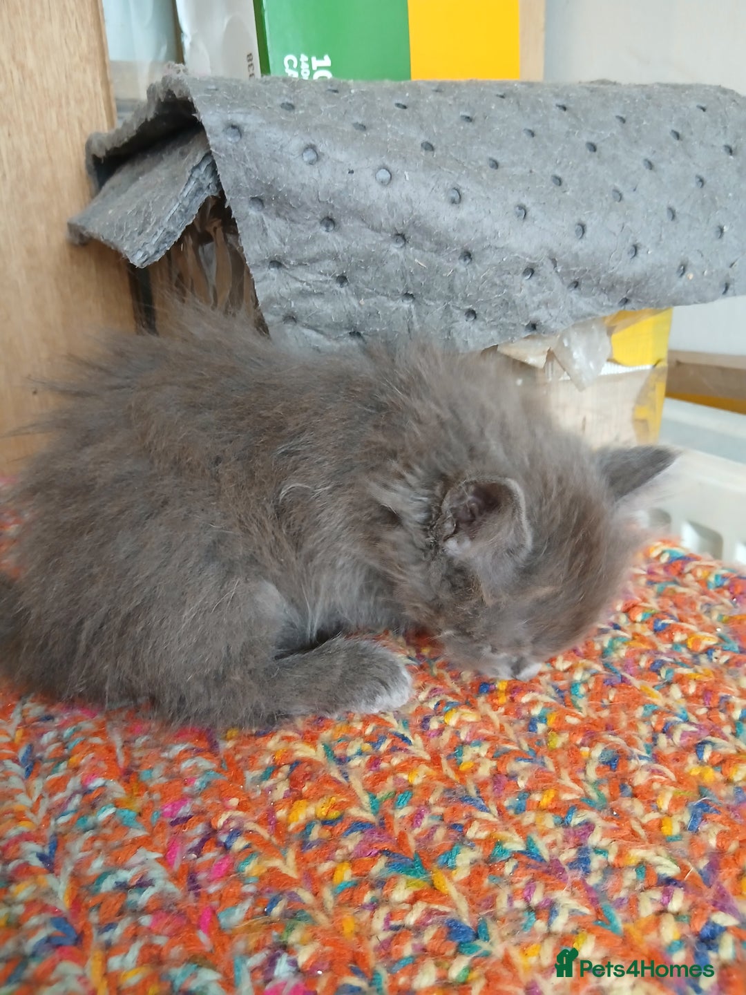 Mixed Breed cats for sale: 3 [remaining] girl kittens looking for new homes - Image 14