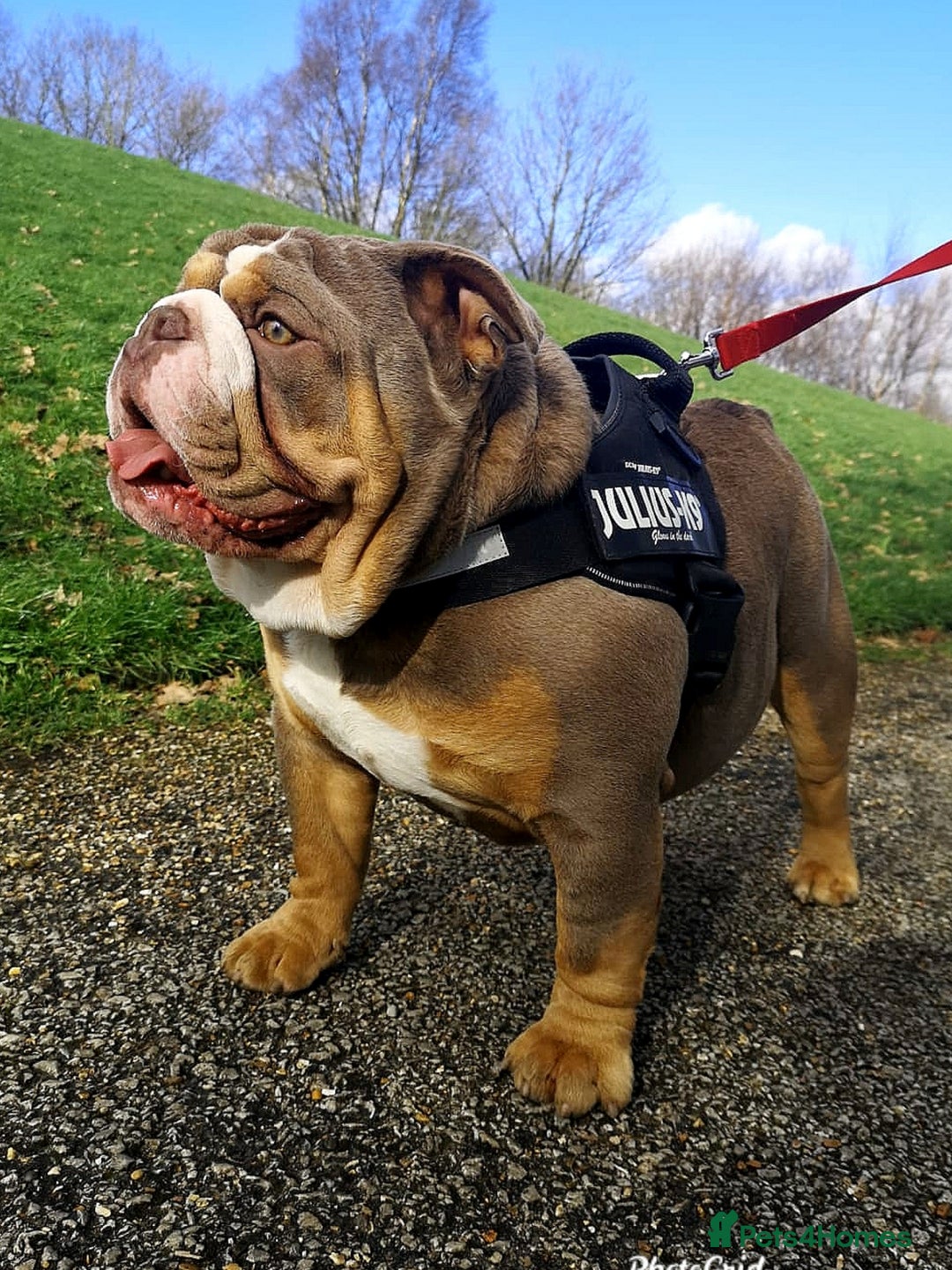 English Bulldog dogs for stud: Freddie Lilac tri stud in Manchester - Advert 14