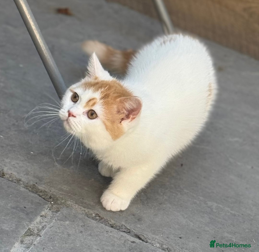 British Shorthair cats for sale: Red & white boys ready now  - Image 15