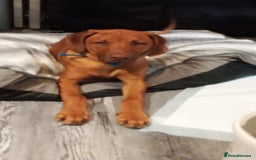 Rhodesian Ridgeback dogs for sale: Ridgeless Rhodesian Ridgeback Puppies For Sale - Image 13