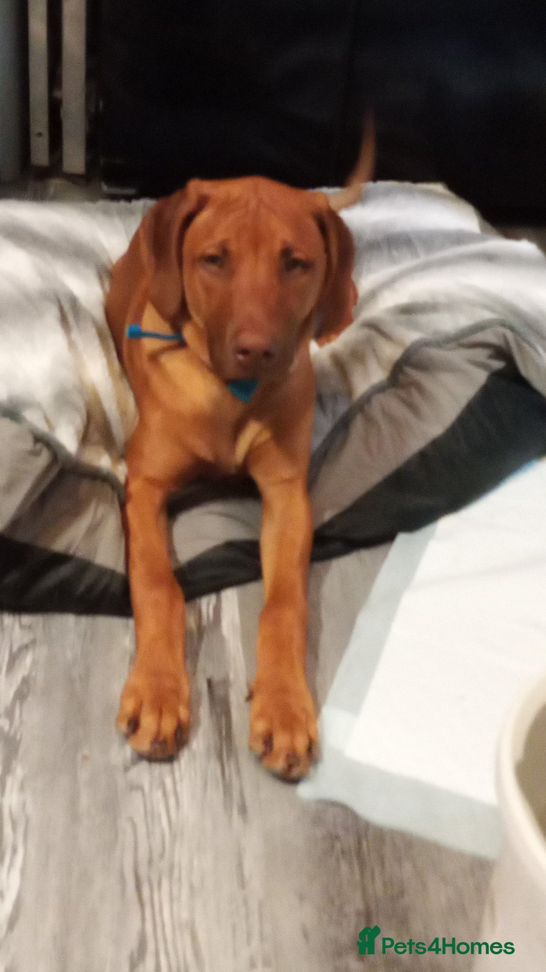 Rhodesian Ridgeback dogs for sale: Ridgeless Rhodesian Ridgeback Puppies For Sale - Image 13