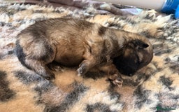 German Shepherd dogs for sale: 5 health tested kc reg German shepherd pups - Image 7