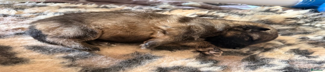 Female grey sable 