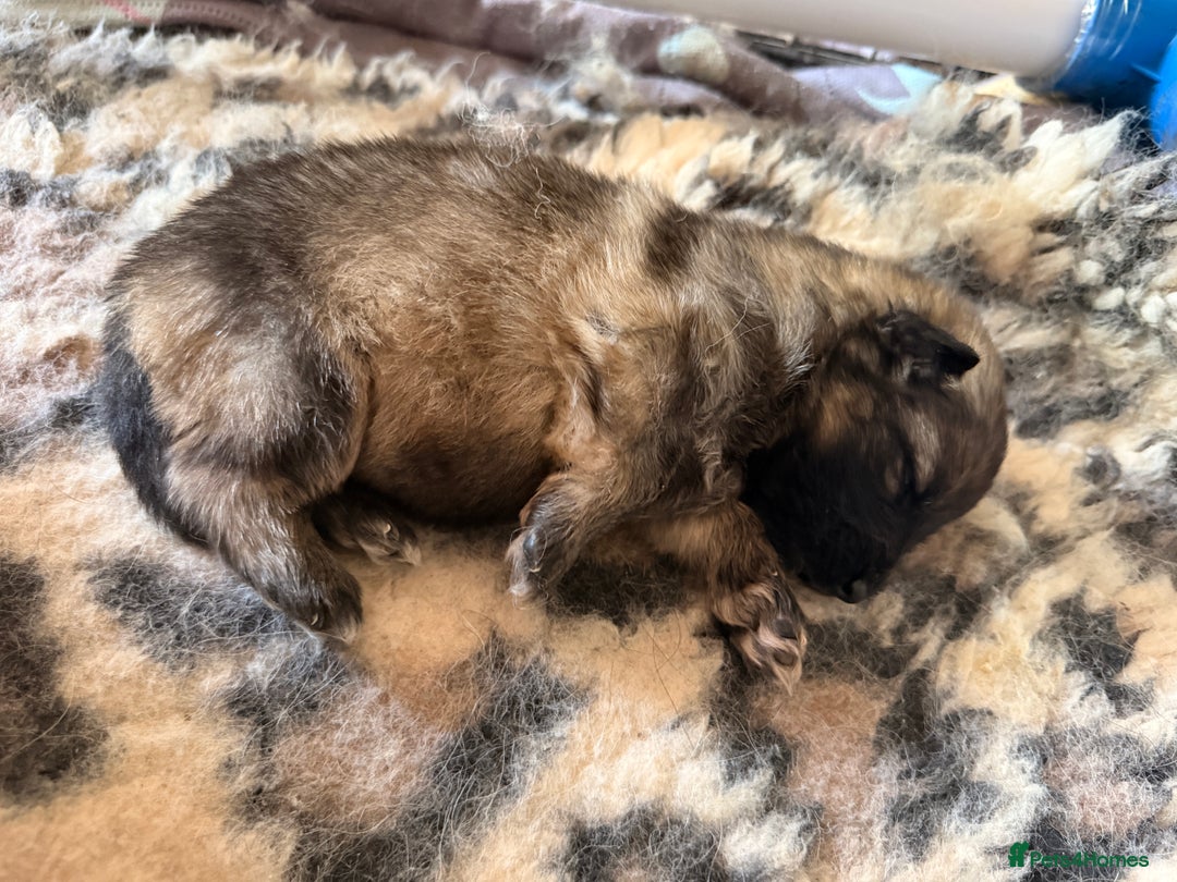 German Shepherd dogs for sale: 5 health tested kc reg German shepherd pups - Image 7