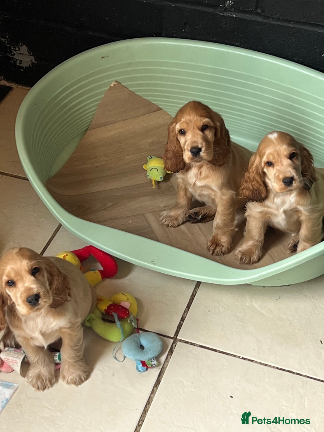 Cocker Spaniel dogs for sale: LAST 3 GIRLS ⭐️⭐️⭐️⭐️⭐️CH BLOODLINES  - Image 16