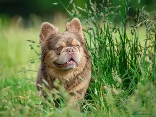 French Bulldog dogs NEWSHADE ISABELLA FLUFFY STUD - Advert 22