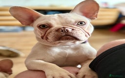 French Bulldog dogs for sale: 2 Frenchie girls  - Image 10