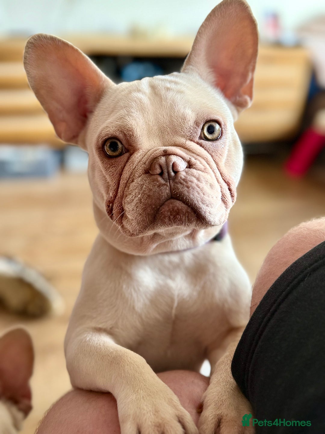 French Bulldog dogs for sale: 2 Frenchie girls  - Image 10