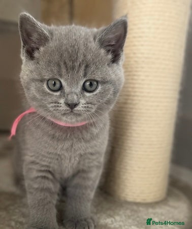 British Shorthair cats Adorable British Shorthair kittens    - Advert 17