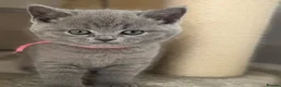 British Shorthair cats for sale: Adorable British Shorthair kittens    - Advert 1