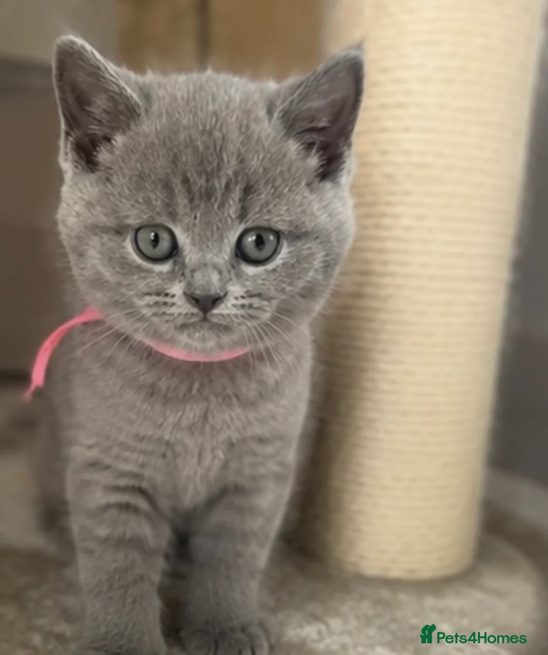British Shorthair cats for sale: Adorable British Shorthair kittens    - Advert 1