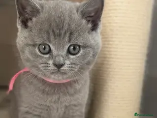 British Shorthair cats Adorable British Shorthair kittens - Advert 5
