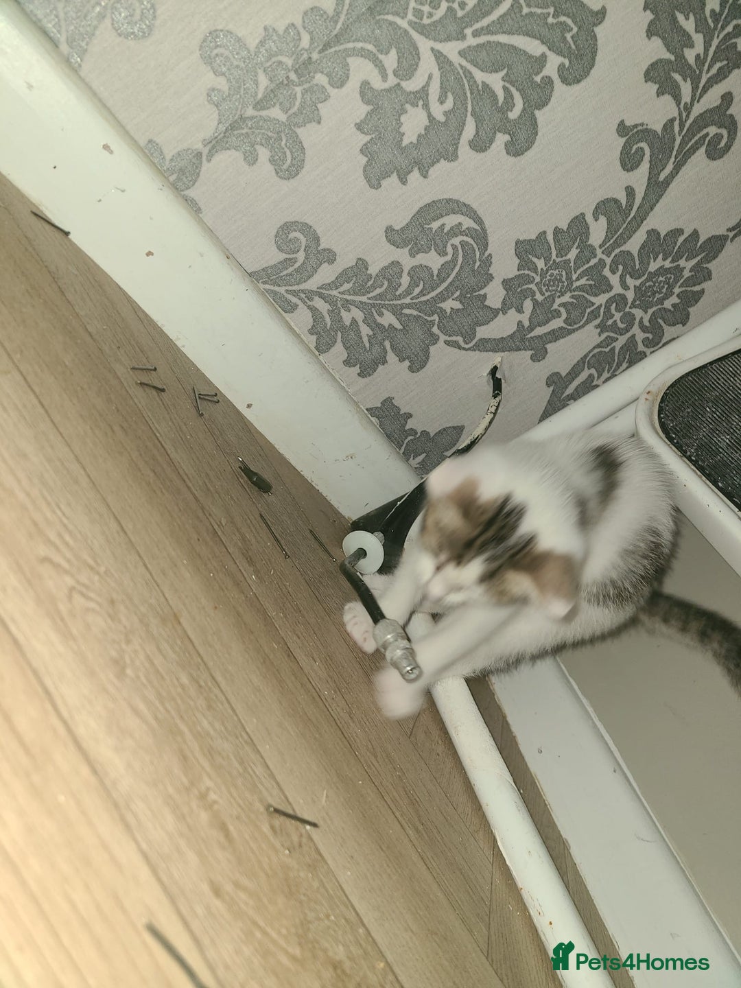 Mixed Breed cats for sale: Lilac & gold kittens  - Advert 15