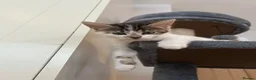 Mixed Breed cats for sale: 4 beautiful kittens  in Halesowen - Advert 8