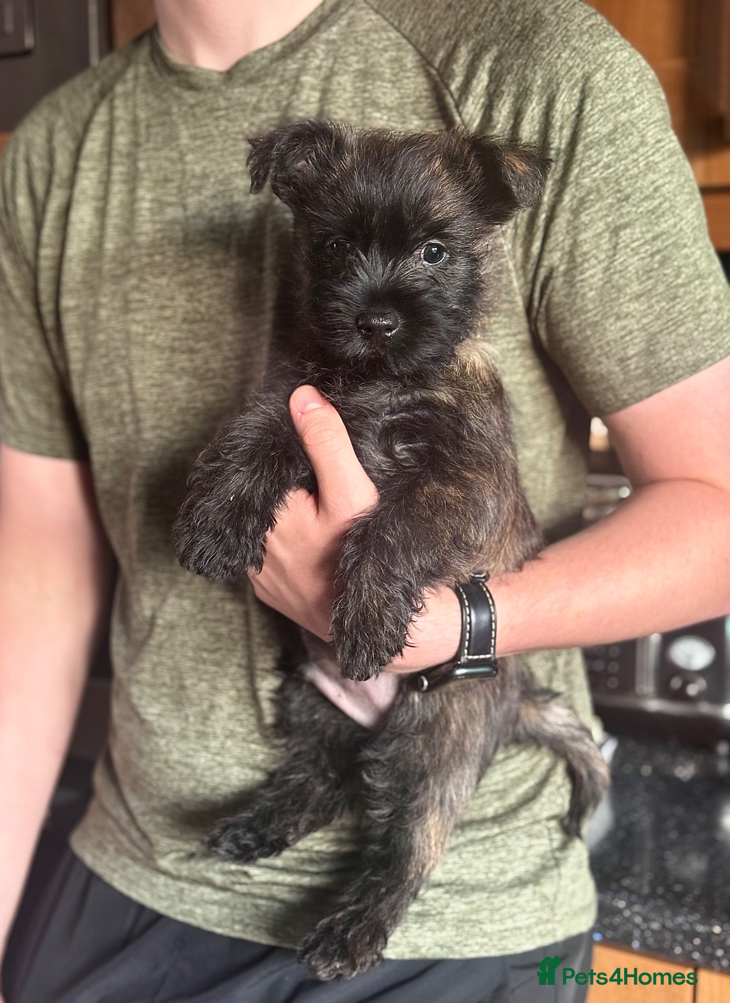 Cairn Terrier dogs Male reg pup off health tested parents avail now - Advert 1