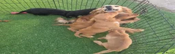 Cocker Spaniel dogs for sale: Golden and Black working type cocker spaniels - Advert 4