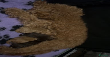 Cockapoo dogs 3 beautiful Cockapoo puppies left💙🩷🩷 - Advert 13