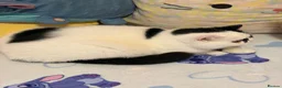 Exotic cats for sale: Black and white exotic boy - Advert 14