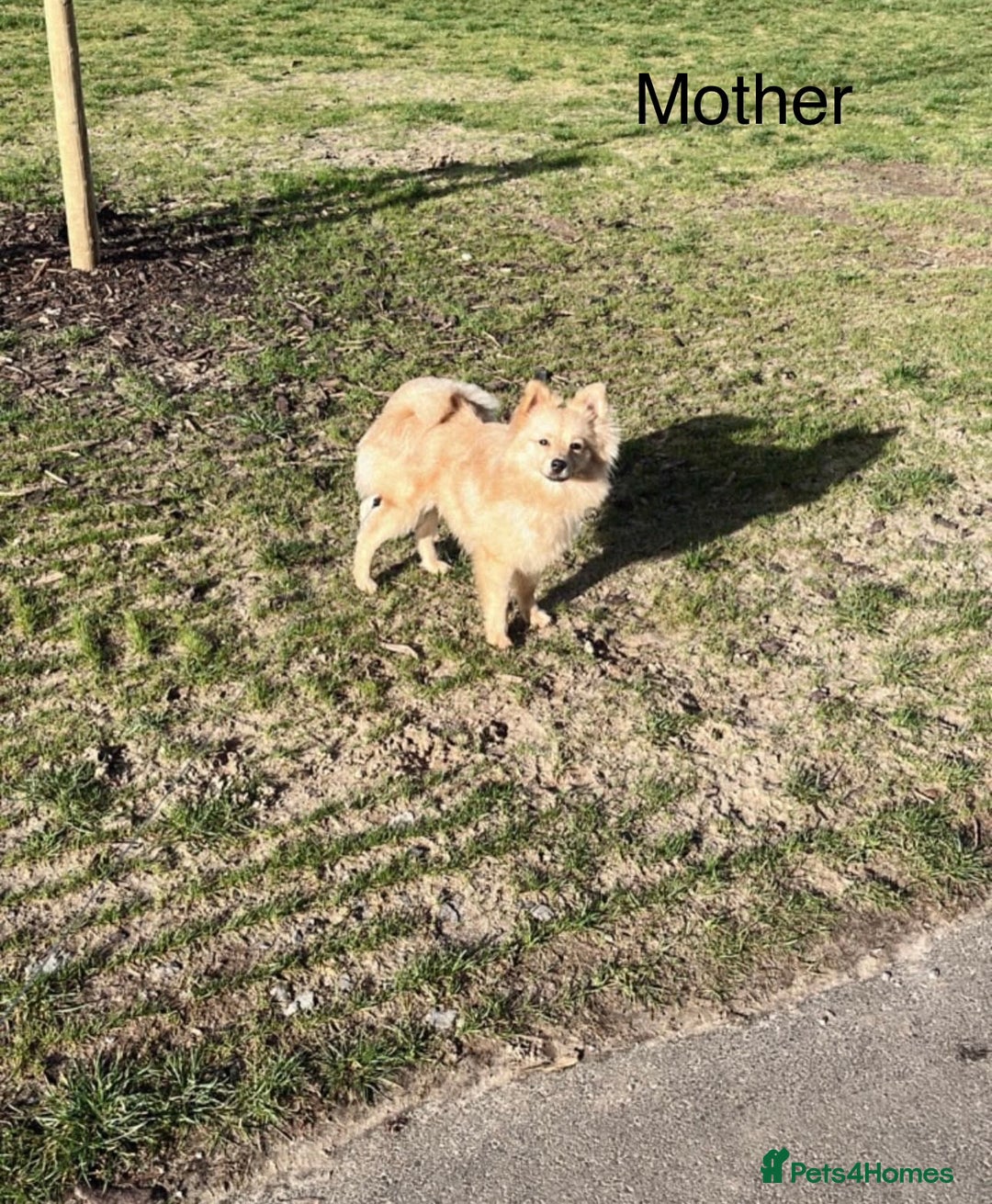 Pomeranian dogs for sale: Pomeranian puppies - Advert 10