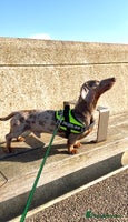 Miniature Dachshund dogs - Advert 14